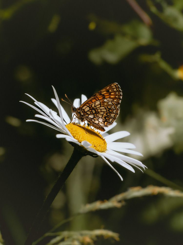 Photograph by Данила Черных