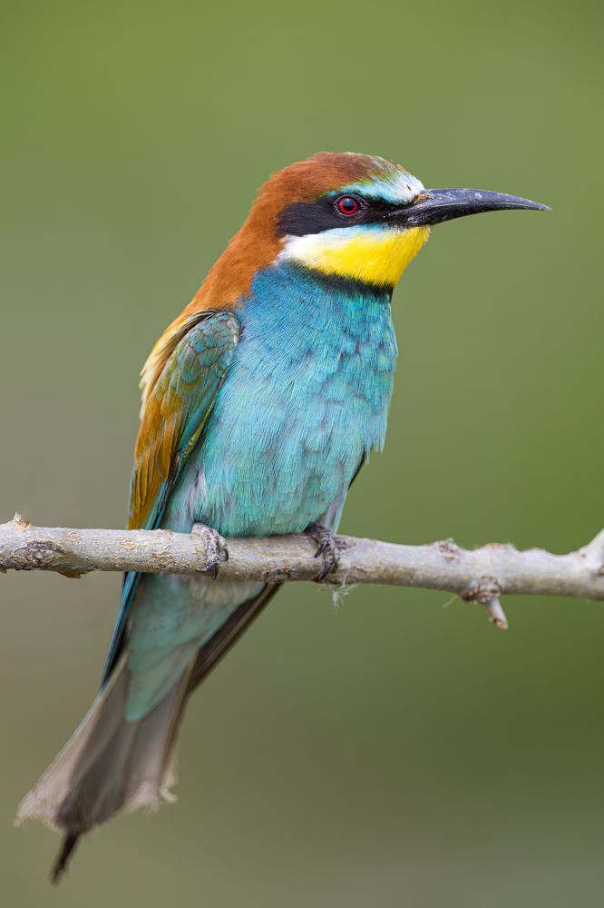 Bee-eater portrait