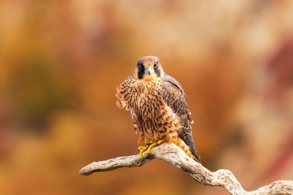 Photograph by RyanCarterMedia