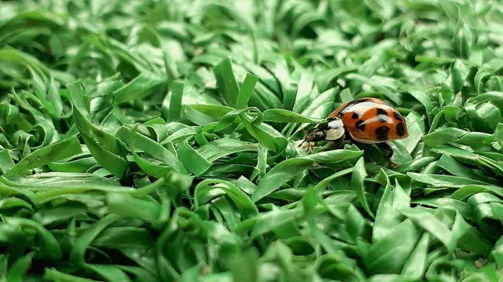 Photograph by Diego Proverbio de Freitas