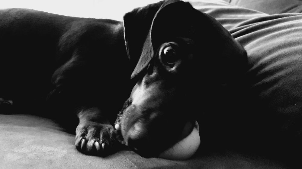 Photograph by Dâmaris Ferrão