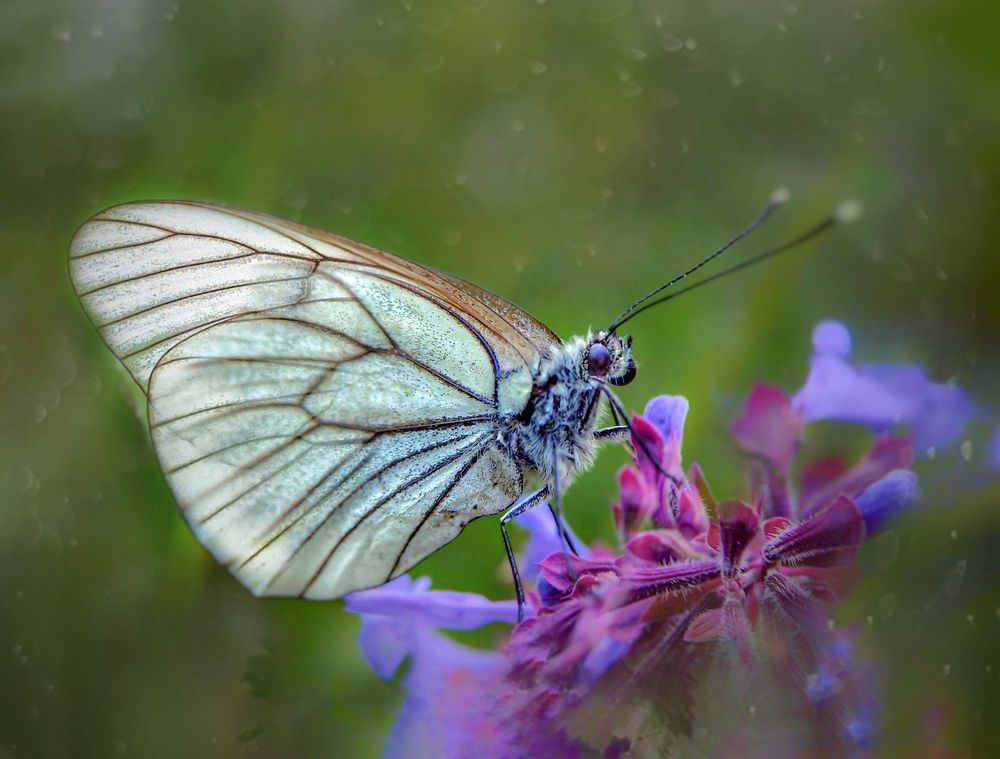 Фотография автора Светлана Боровских