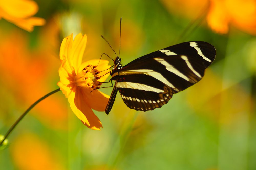 Photograph by Marila Sarduy Salati