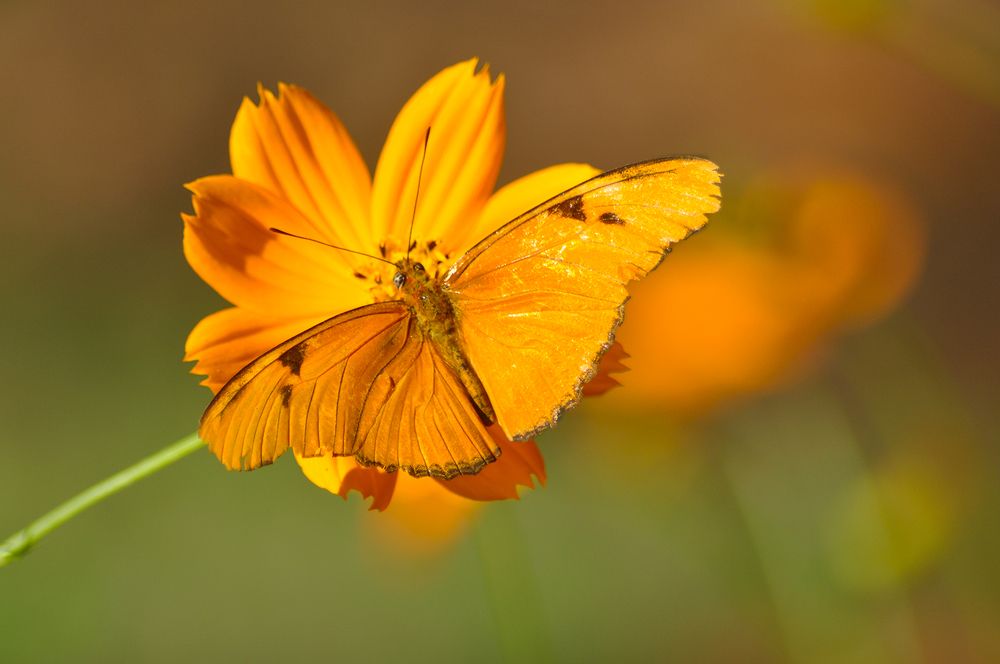 Photograph by Marila Sarduy Salati