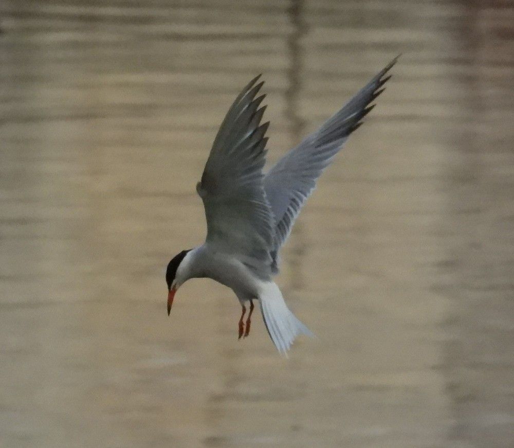 Photograph by Владимир Джерихов