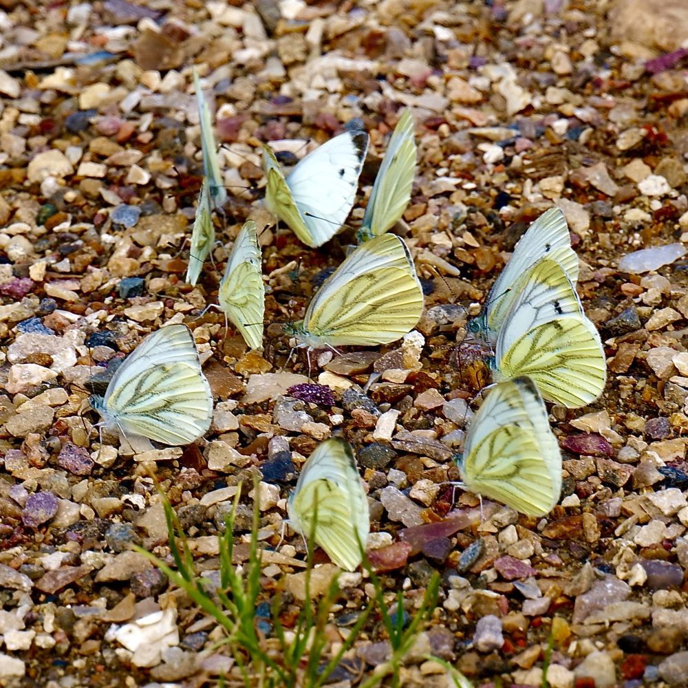 Photograph by Михаил Копанс