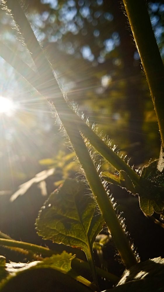 Клубничный восход