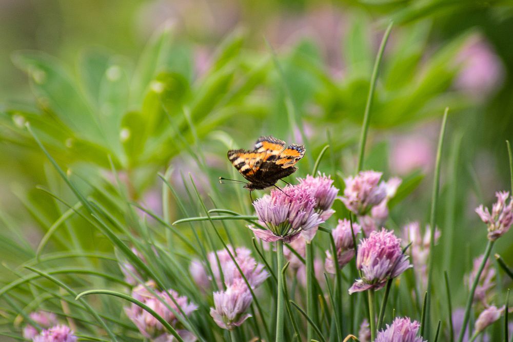 Photograph by Давлеева Эльза