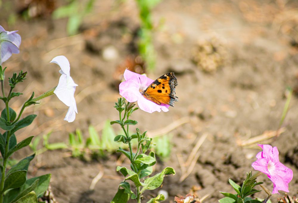 Photograph by Давлеева Эльза