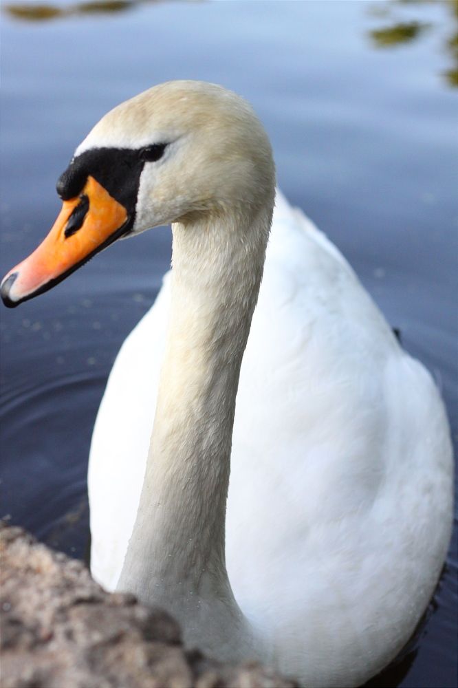 Photograph by Жанна Цветкова