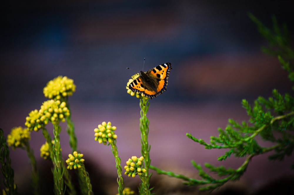 Photograph by Сергей