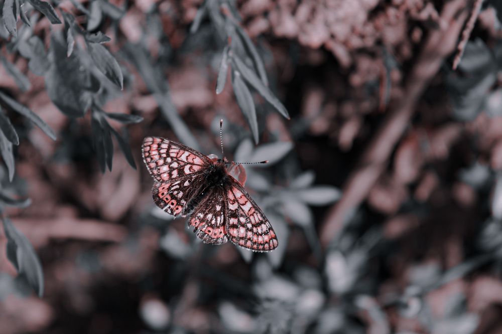 Photograph by Сергей