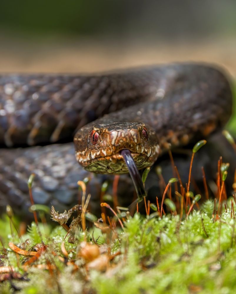 Фотография автора Sebastian Popa