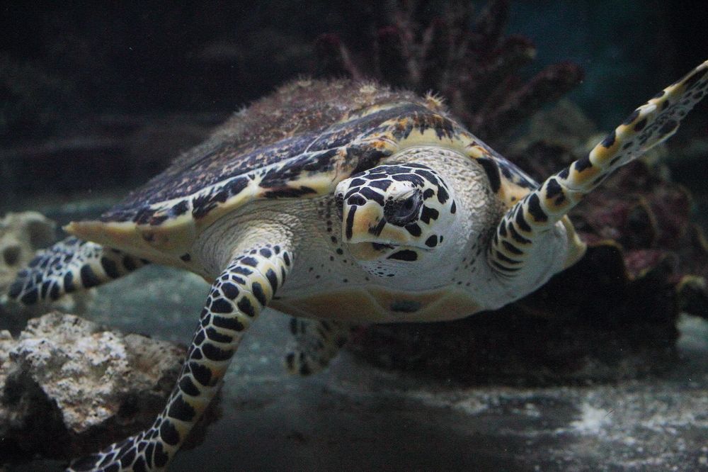 Photograph by Татьяна Гладкова