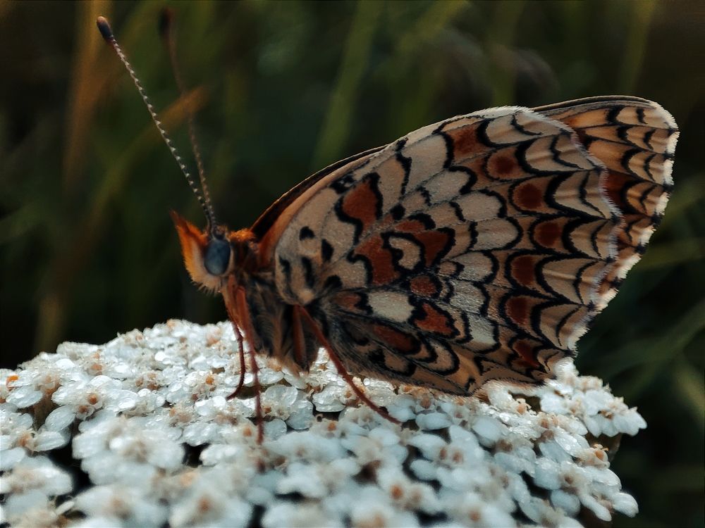 Photograph by Татьяна Долгушева