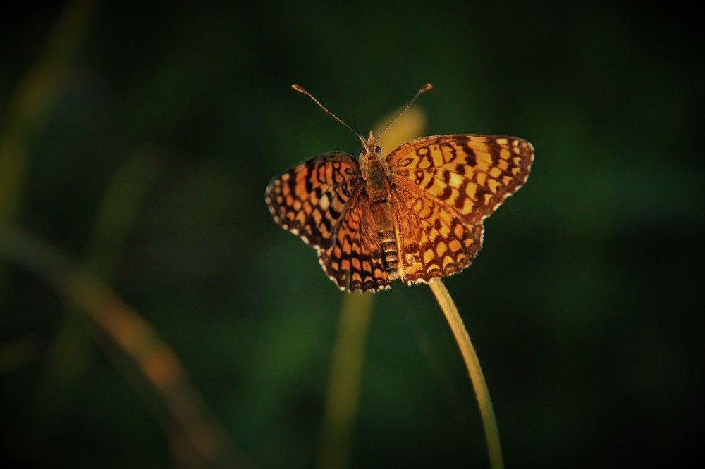 Фотография автора Таня Долгушева