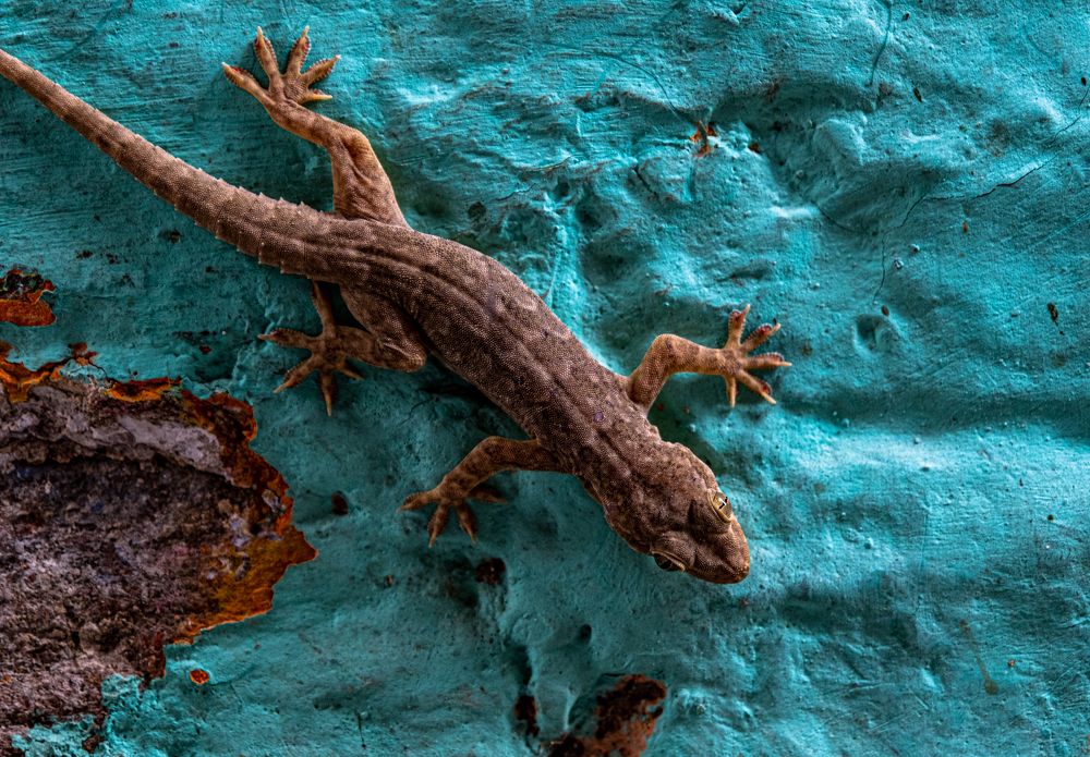 Фотография автора Anuj Medhavi