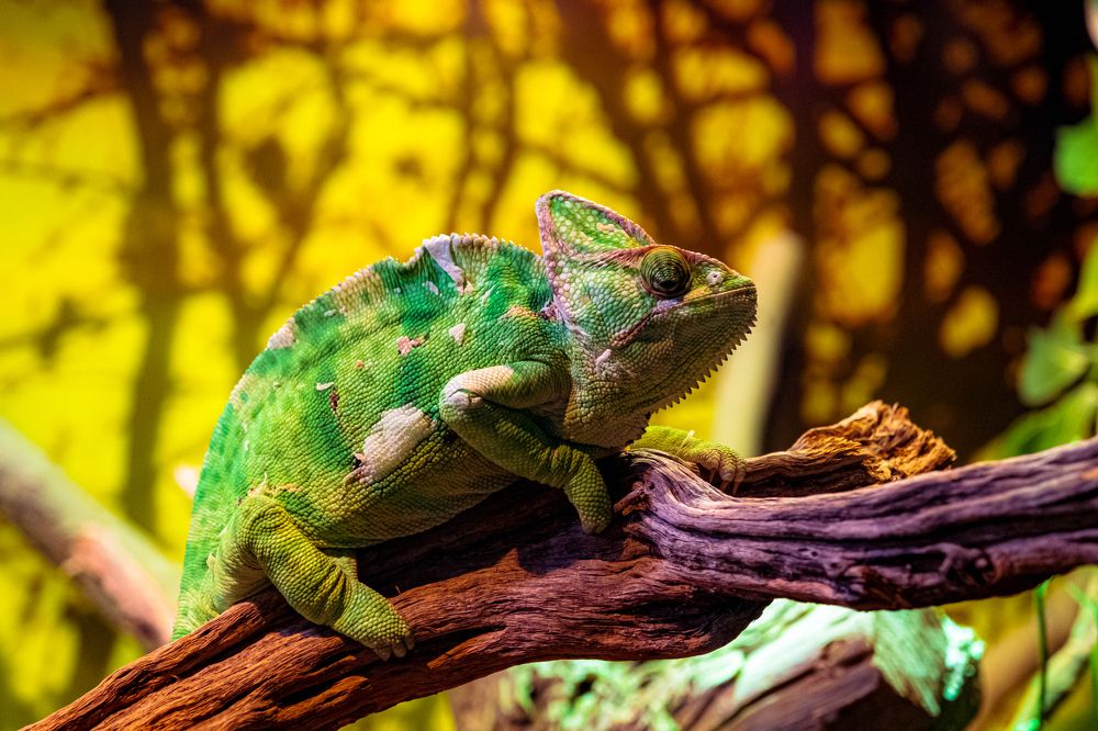 Фотография автора Anuj Medhavi