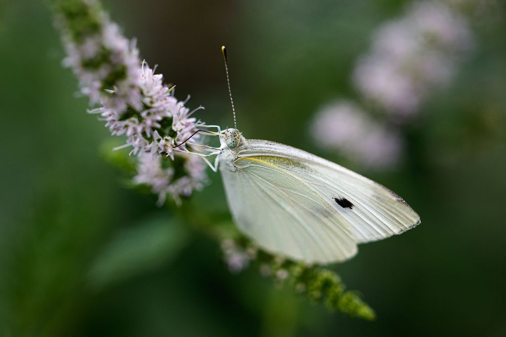 Photograph by Михаил Шпирко