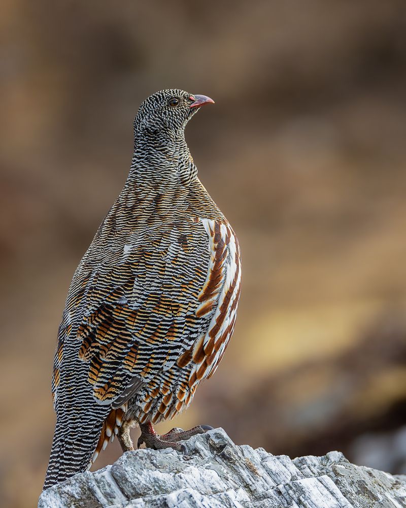 Photograph by Rahul Khadiwala