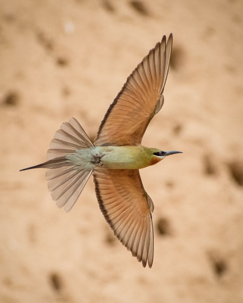 Photograph by Dhaval Solanki