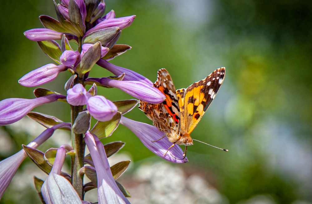 Photograph by Толян Бууулочкин