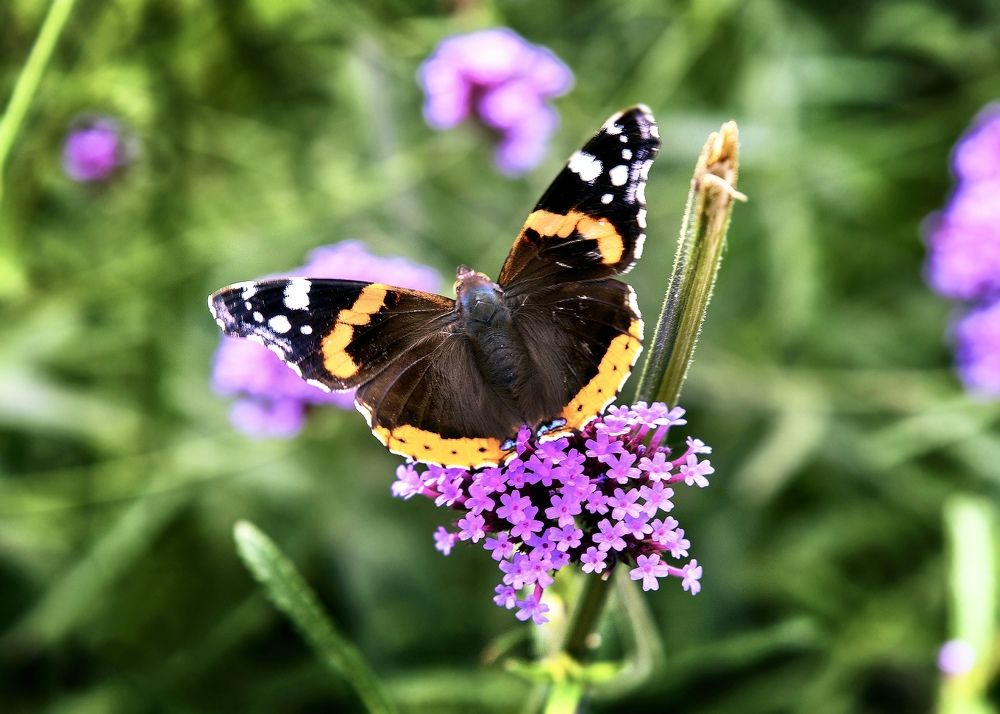 Photograph by Valery Pegushev