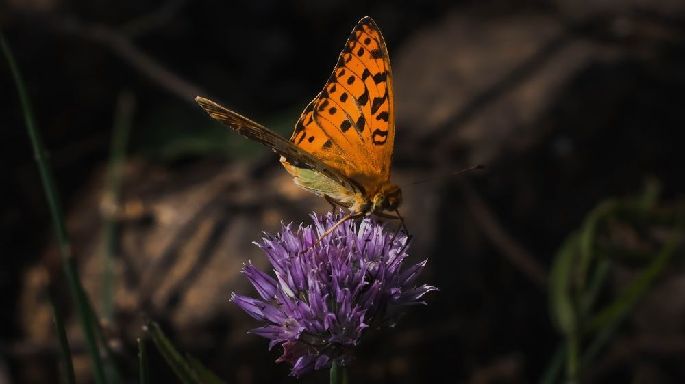 Photograph by Игорь Иванов