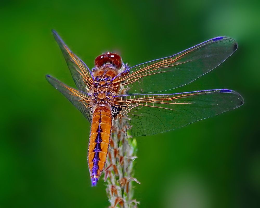 Photograph by Игорь Чеботарёв