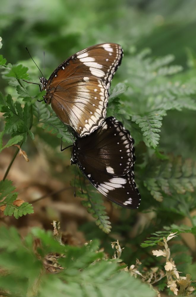 Photograph by елена