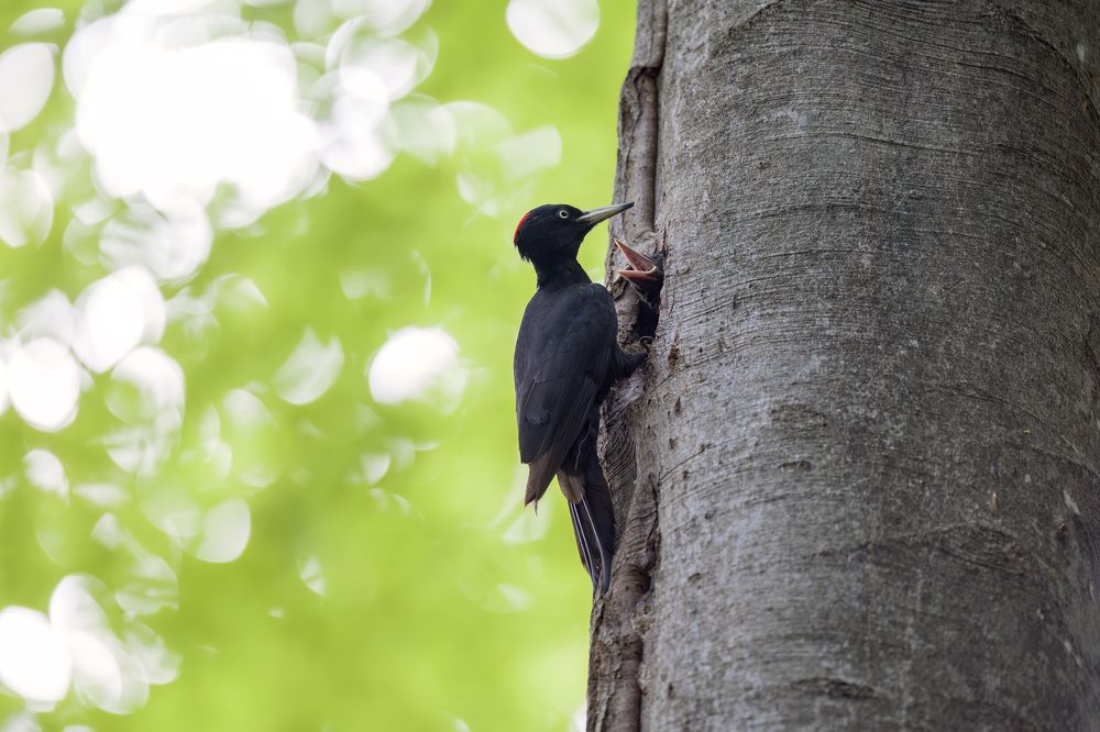 Black woodpecker