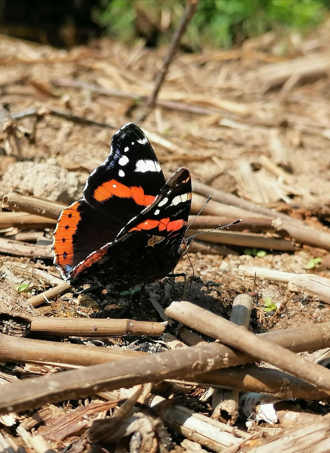Доверие бабочки.