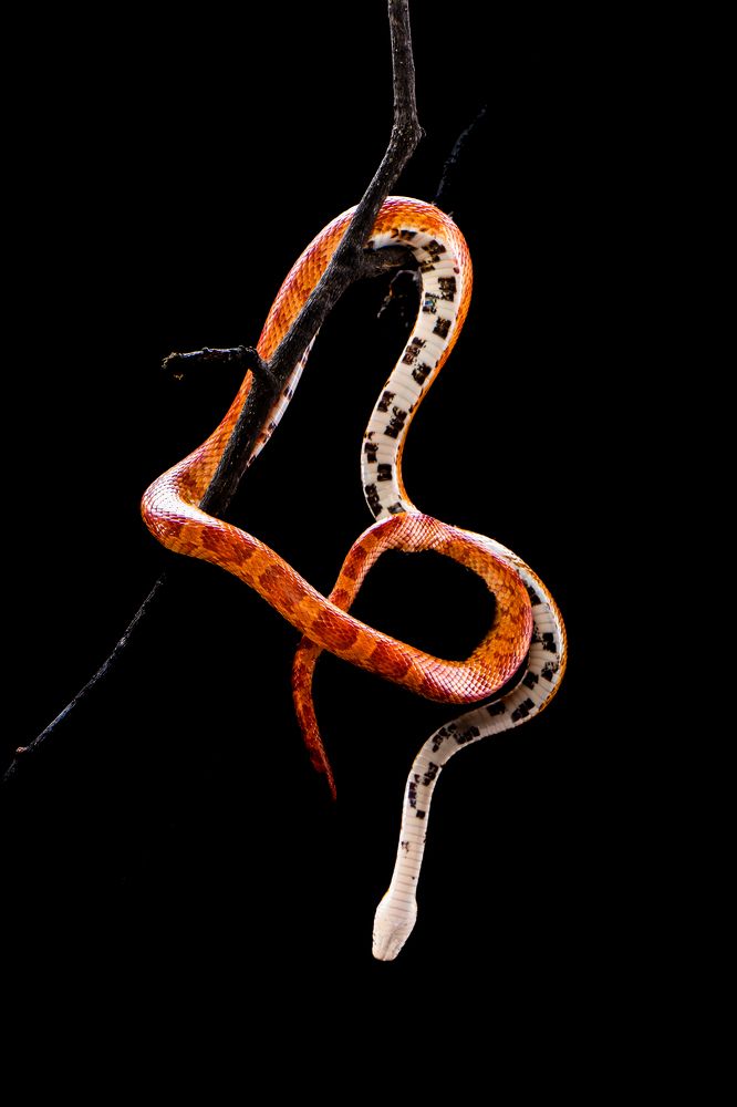 Photograph by Victoria Popkova