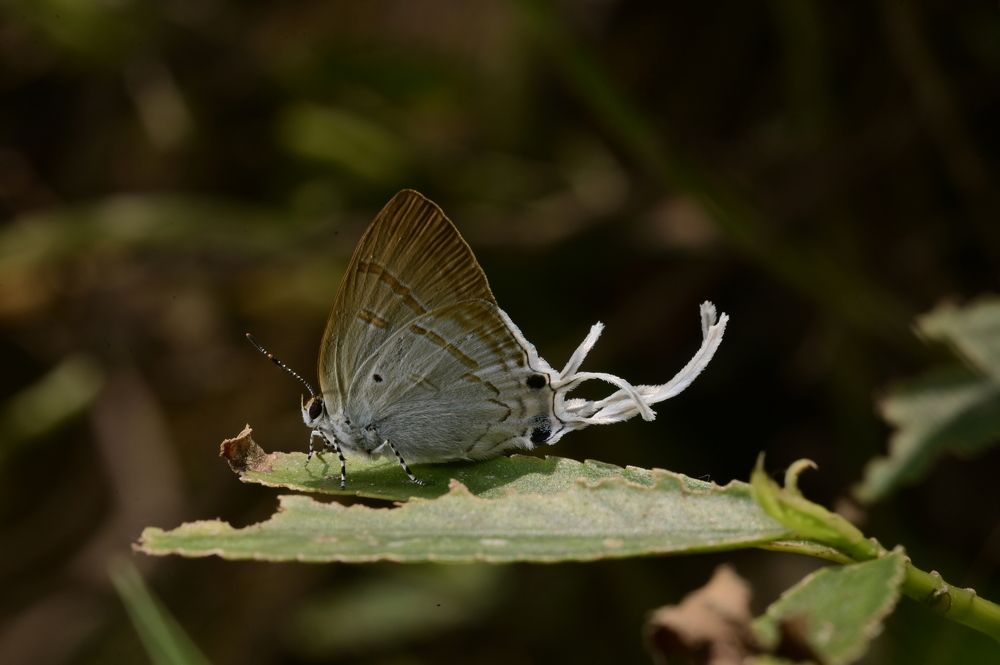 Фотография автора AD Ajay