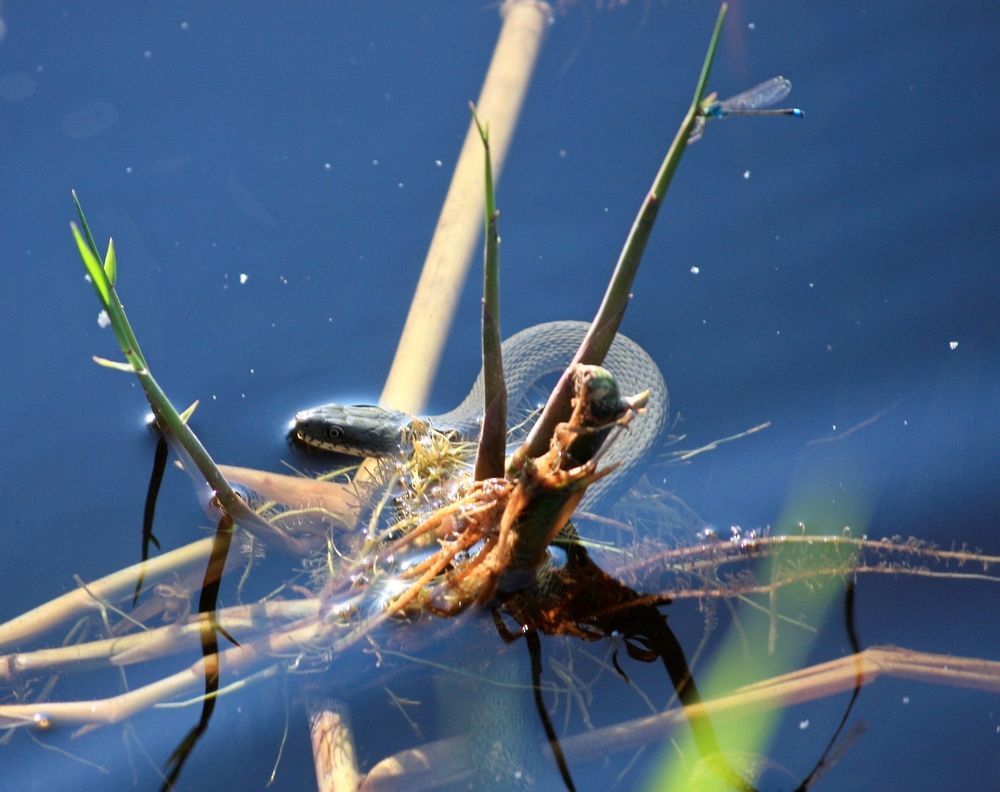 Photograph by Сергей Христинич