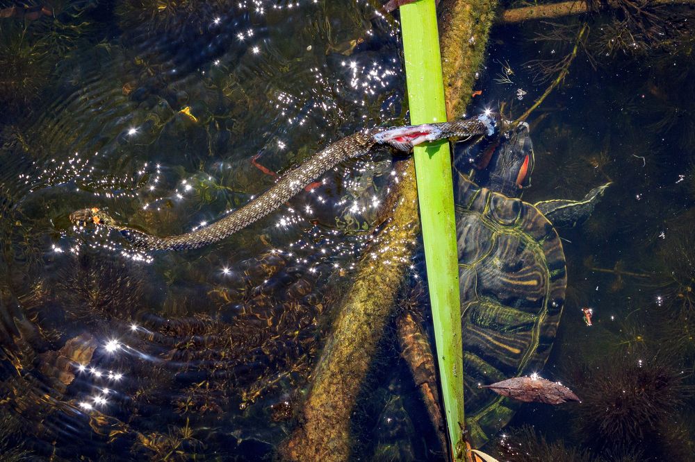 Photograph by Сурков Владимир