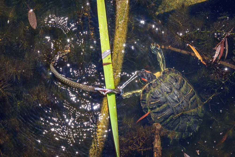 Photograph by Сурков Владимир