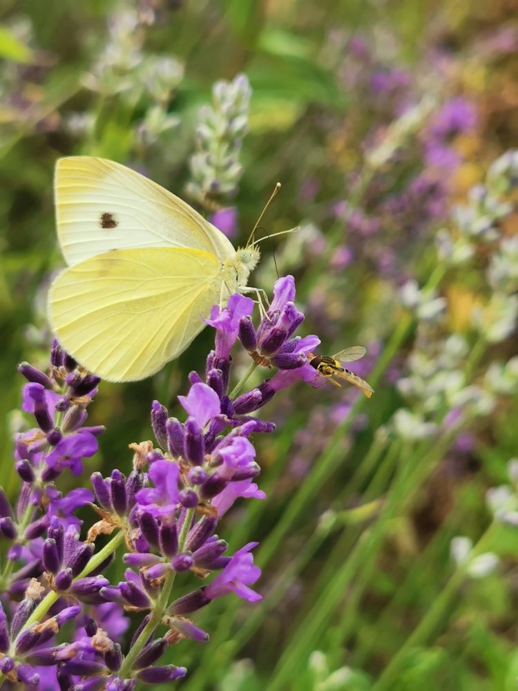 Photograph by Nikolett Mengyi