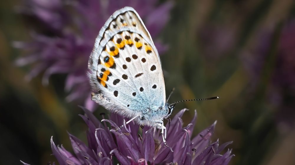 Photograph by Игорь Иванов