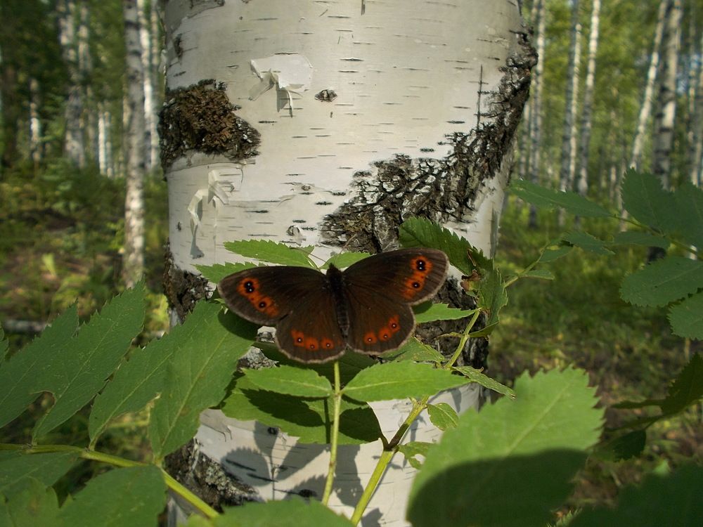 Photograph by Александр Прядко