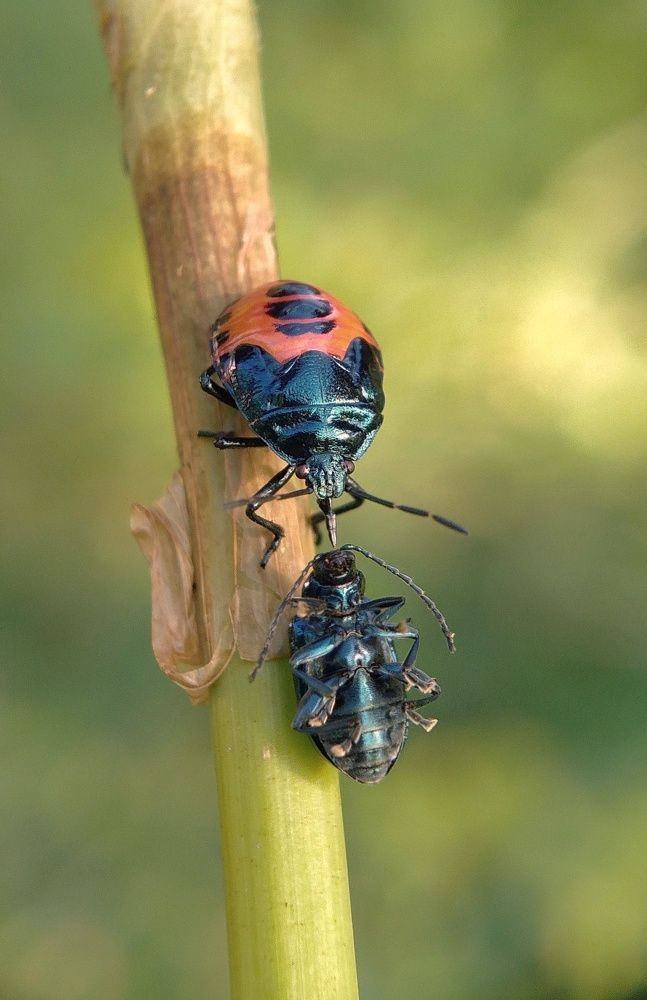 Hanging killer..
