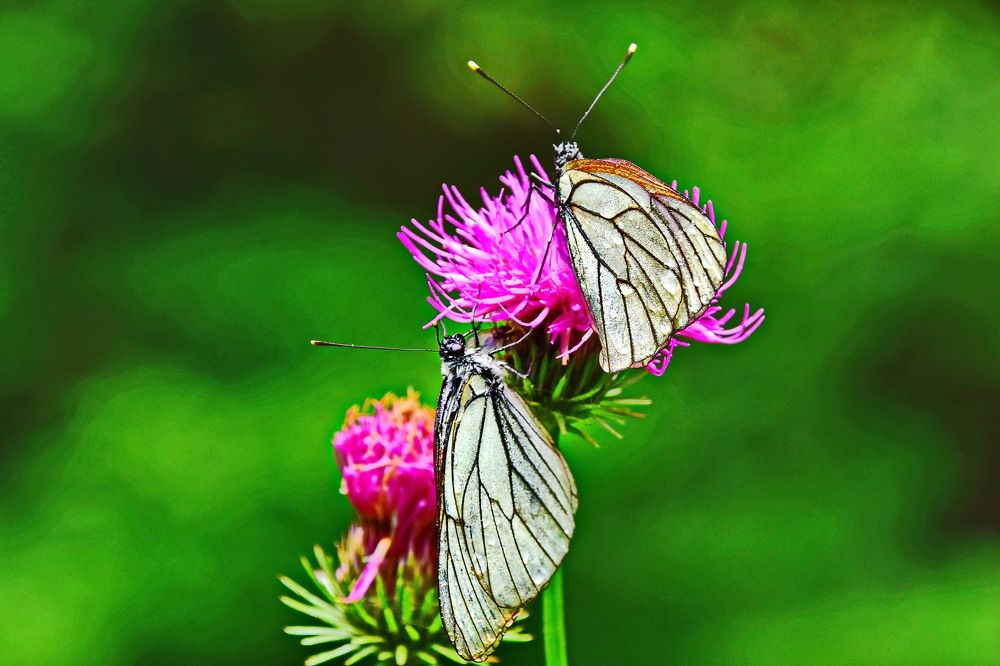 Photograph by Александр