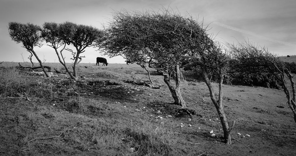 The shire