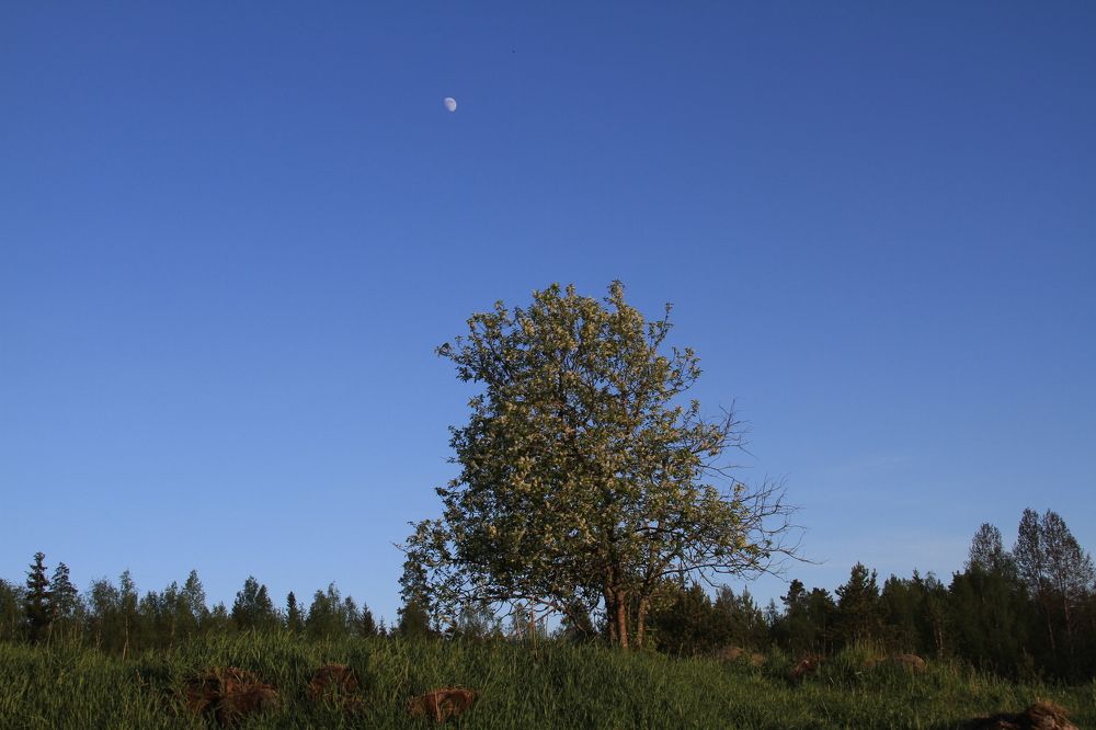 Фотография автора Анастасия Зверева