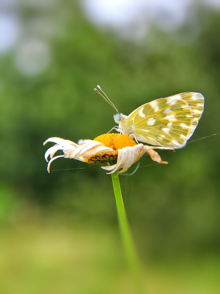Фотография автора Maghsoud Moradi