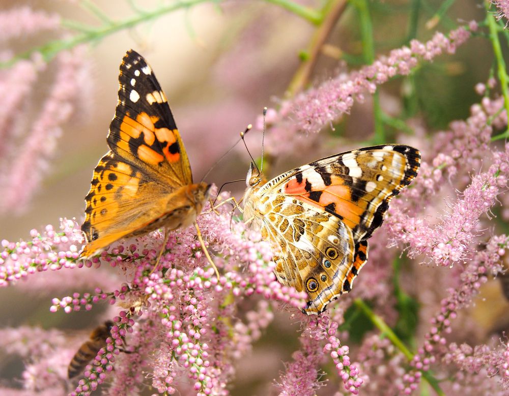 Photograph by Светлана Шибаршина