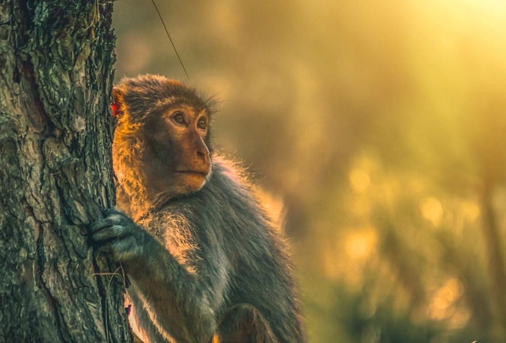 Photograph by Soumyadeep mondal