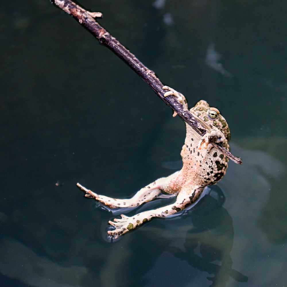 Фотография автора hanieh seyffard