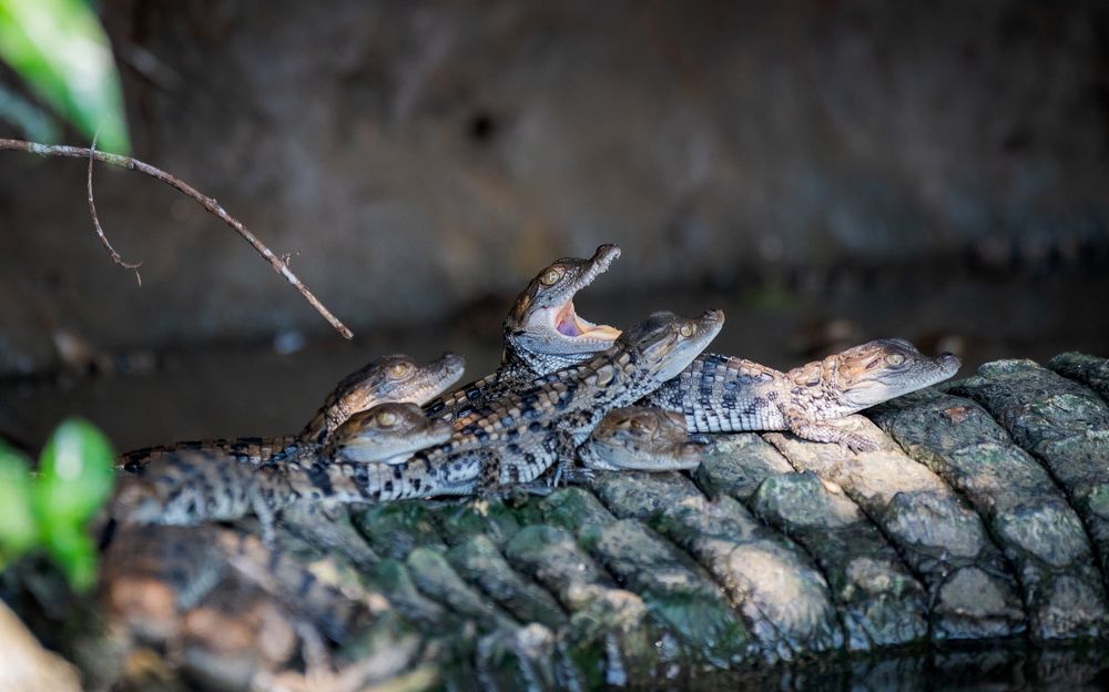 Photograph by Harsha Devalla