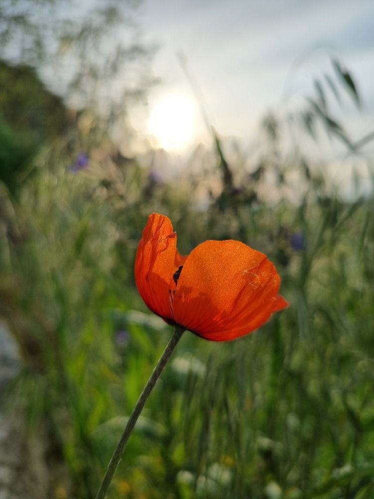 Photograph by Ангелина Шикина